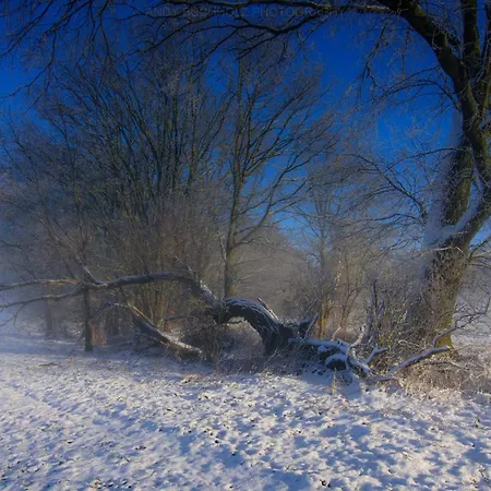 Modernes Gartenatelier Am Muehlenfliess *